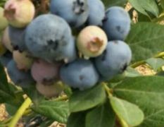 蓝莓大量上市 10元每斤