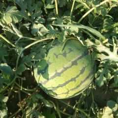 河北省广宗县北淤疃西瓜专业合作社市场购销无敌京欣