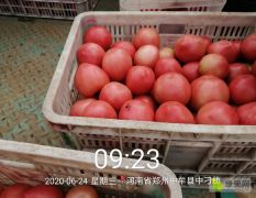 中牟硬粉西红柿量一天比一天多，价格0.8－0.9元产品质量好