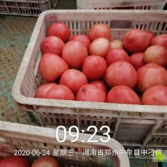 中牟硬粉西红柿量一天比一天多,价格0.8-0.9元产品质量好