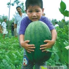 河南开封通许西瓜龙卷风西瓜8424西瓜热销中美都西瓜