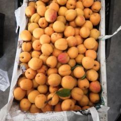 求购发红头杏梅有货的老板联系