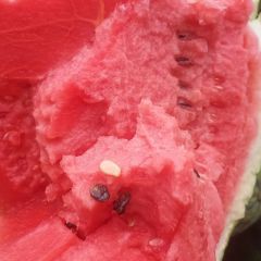 玉田甜王西瓜正在大量供应中