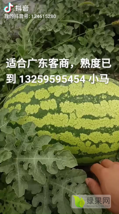 金城5号价格