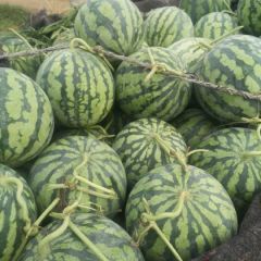 开封西瓜，大小均匀，皮毛靓丽，成熟度高。欢迎致电