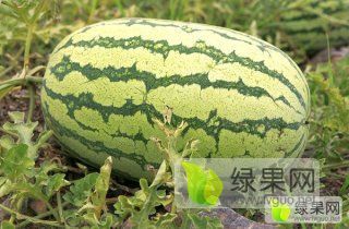 靖远高湾西瓜的优点 诚信合作，客户第一