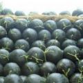 扶沟县有籽西瓜、黑皮无籽西瓜、龙卷风、京欣批发