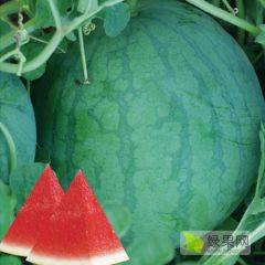 花皮无籽西瓜大量上市