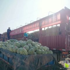 2023年宁夏中卫西瓜石头瓜价格/宁夏硒砂瓜代办