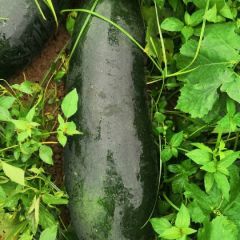 湖北钟祥精品厚肉大个冬瓜