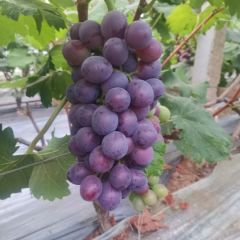 聊城沙镇镇葡萄大量上市，藤稔、红艳天、阳光玫瑰等