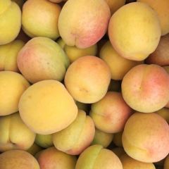 沂蒙山区凯特杏大量上市！