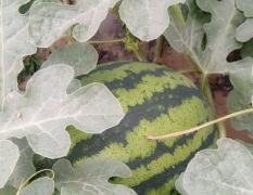 大棚的西瓜现在开始上市了。甜王系列特色品种。