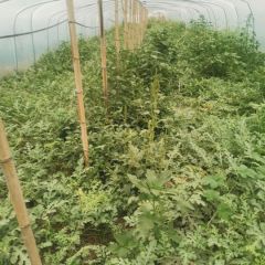 西瓜已经上市了