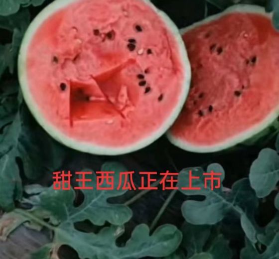 甜王西瓜价格
