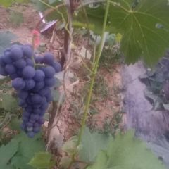 夏黑葡萄5块左右