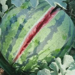 西瓜上市了多品种 各种蔬菜辣椒前来采购