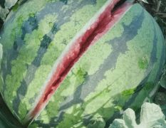 西瓜上市了多品种 各种蔬菜辣椒前来采购