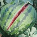 西瓜上市了多品种 各种蔬菜辣椒前来采购