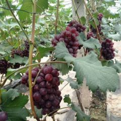 万亩葡萄庄园，物美价廉