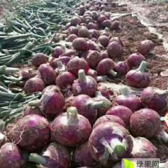 定州杨家王正红红皮洋葱