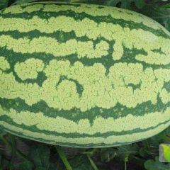 新疆西瓜金城五号