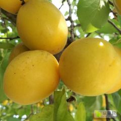 供应杏树苗品种大个脆甜香蜜杏树苗批发