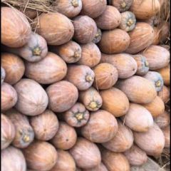 咸宁市肖家州鲁刚：冬瓜-南瓜-甘蓝-白菜