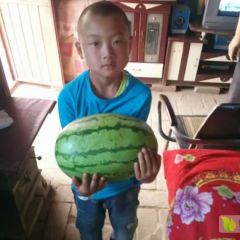 美丽硒砂瓜金花一号，大家的最爱。吃过的都懂，哈哈