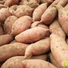 红薯龙薯9号上市了 红薯品质好