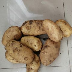 辽宁葫芦岛新土豆上市