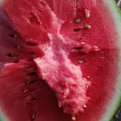 美丽的金花一号大量上市中