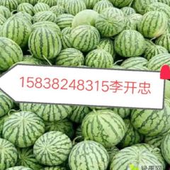 河南开封西瓜大量出售中