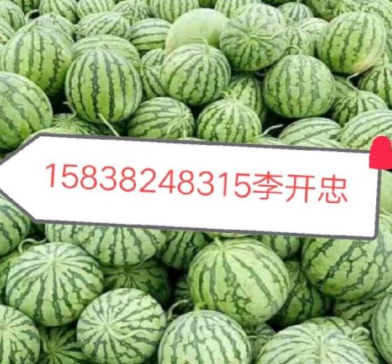2020年河南通许8424西瓜价格