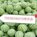 河南开封西瓜大量出售中