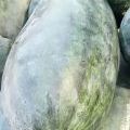 中国瓜果蔬菜基地万亩西瓜种植基地，西瓜即将上市
