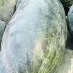 中国瓜果蔬菜基地万亩西瓜产地，即将大量上市