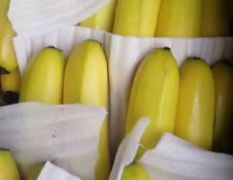 大量供应本地威廉斯香蕉，本地香蕉台风少阳光充足个头饱满口