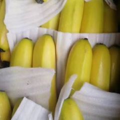 大量供应本地威廉斯香蕉，本地香蕉台风少阳光充足个头饱满口