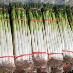 山东费县精品铁杆净葱大量供应
