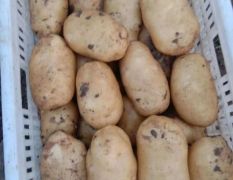 锦州凌海市万亩土豆大面积下来了