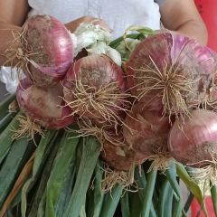 宁陵县万亩洋葱种植基比