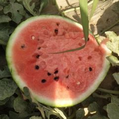 优质西瓜，大量供应，产地直销，货源充足，专业代办