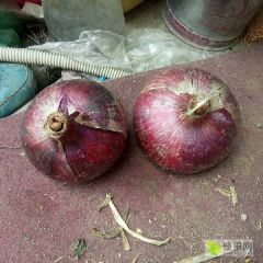 沂南红皮洋葱上市万