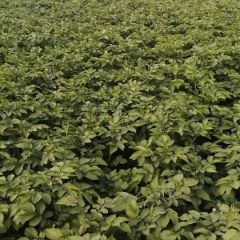 优质的荷兰十五系列露天土豆