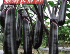 泗水县有机绿色紫黑长茄子