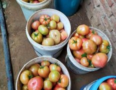 青岛人最喜欢吃的西红柿 —— 杠六九西红柿
