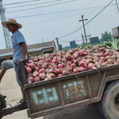 大量洋葱出货