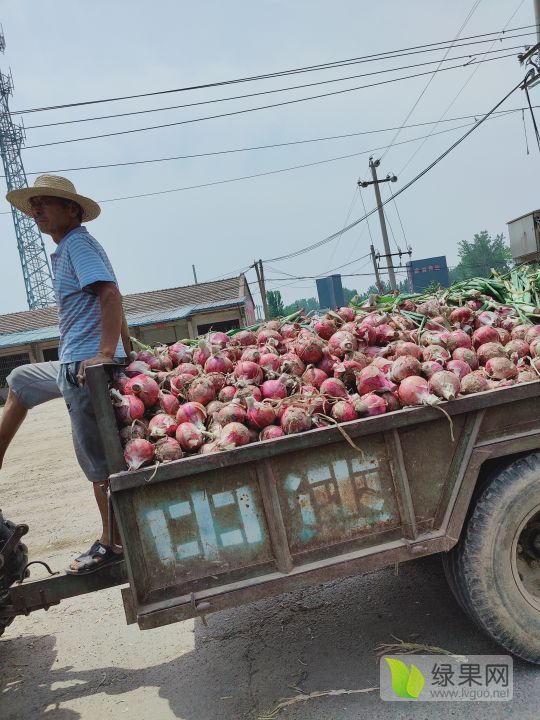 2020年河南通许德国338价格