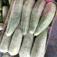 费县薛庄新田20甜瓜 绿宝石，羊角蜜